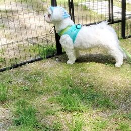 German Shepherd and Maltese All Grown Up from Noble German Shepherds of Maine