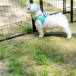 German Shepherd and Maltese All Grown Up from Noble German Shepherds of Maine