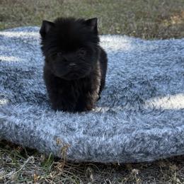 Tiny Onyx - Black and gold male Yorkshire Terrier puppy in North Naples, Florida from Moon Ranch Puppies