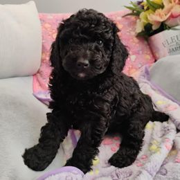 Penelope - Black female Poodle puppy in Calhoun, Georgia from Johnson Kennels
