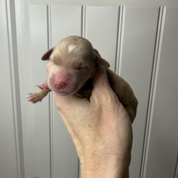 Boy 4 - Apricot male Goldendoodle puppy in Fayetteville, Arkansas from Silver Hill Farm