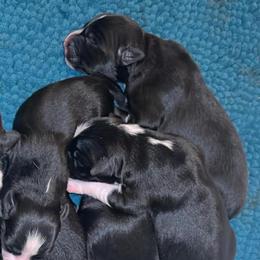 Blk Tri boy - Black tri-color male Australian Shepherd puppy in Piedmont, Oklahoma from HeartDriven Aussies