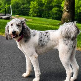 Poppy - Bernedoodle