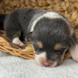 Martha - Gray and white female American Corgi puppy in Grants Pass, Oregon from KnR Antler Dogs