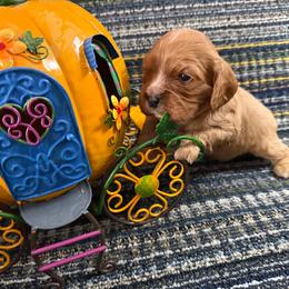 Bramble - Ruby male Cavalier King Charles Spaniel puppy in Avoca, New York from Palladino’s Cavaliers of Upstate NY