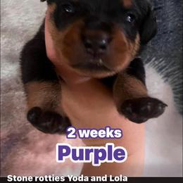 Purple - Black and mahogany female Rottweiler puppy in Mancelona, Michigan from Nicolle Stone