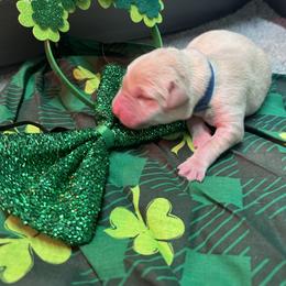Blue - Yellow male Labrador Retriever puppy in Menomonee Falls, Wisconsin from Steppinstone Dog Training and Labradors/BC’s