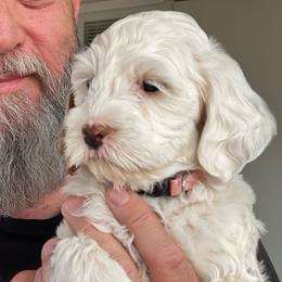 Pink - Parti female Goldendoodle puppy in Gilbert, Arizona from Bushman Doodles