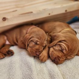 Wirehaired Vizsla Puppies from Nemes Wirehaired Vizslas