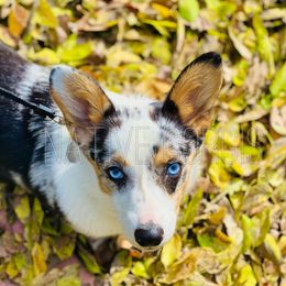 Harlow - American Corgi