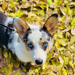 Harlow - American Corgi