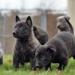Dutch Shepherd Puppies from Prospect