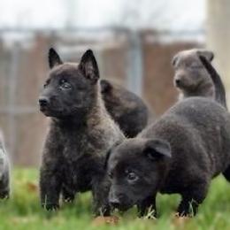 Dutch Shepherd Puppies from Prospect