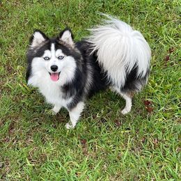Mary Jane  - Pomsky