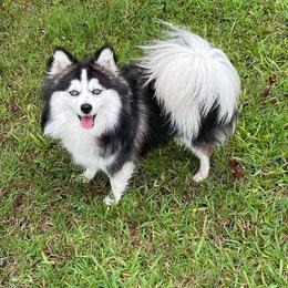 Mary Jane  - Pomsky