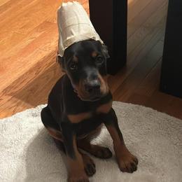 Connie - Black and rust female Doberman Pinscher puppy in Bruce Township, Michigan from Eminent Dobermans