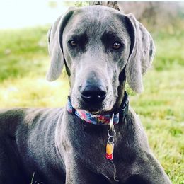 Esme Jane - Weimaraner