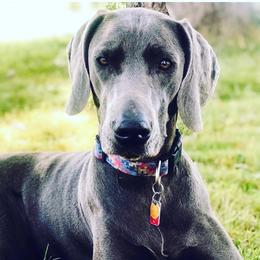 Esme Jane - Weimaraner