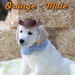 Golden Retriever Puppies from Valley County Goldens