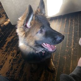 German Shepherds from Wayward Shepherds