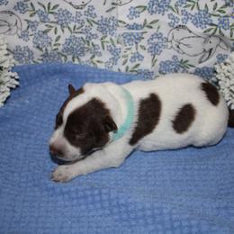 Carl - Blue speckled male Australian Cattle Dog puppy in Casa Grande, Arizona from Sonoran Dogz