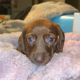Dachshund Puppies from Jae’s Puppy House