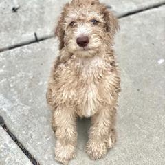 Bernedoodle and Labradoodle All Grown Up from Island View Poodles & Doodles