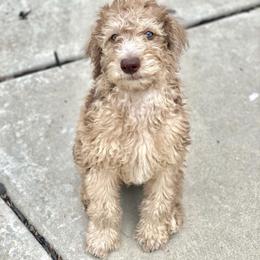 Bernedoodle and Labradoodle All Grown Up from Island View Poodles & Doodles