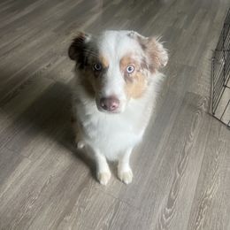 Miniature Australian Shepherd All Grown Up from Country Charm Mini Aussies
