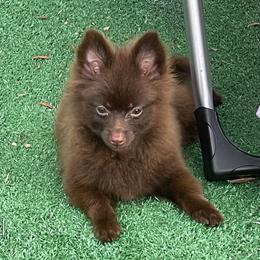 Boy 2 - male Pomeranian puppy in Avon Park, Florida from Mariska's Pomeranians
