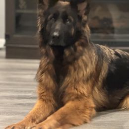 Gala - German Shepherd
