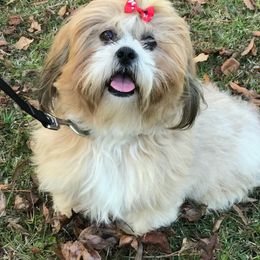 Autumn - Lhasa Apso