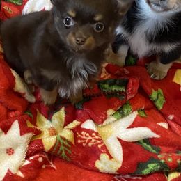Chihuahua and Dachshund Puppies from Grandma’s little angels