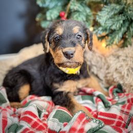 Yellow Collared Female - Black and tan female Airedale Terrier puppy in Marshallville, Ohio from Anne's Pups