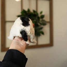 Bernedoodle, Cavapoo, Goldendoodle, and Poodle Puppies from Wasatch Pup