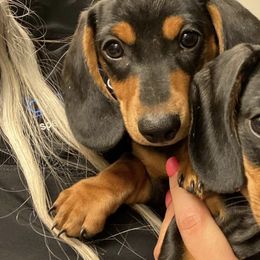 Dachshunds from Hutchison Dachshund’s