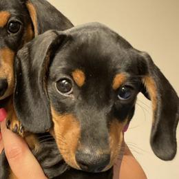 Dachshunds from Hutchison Dachshund’s