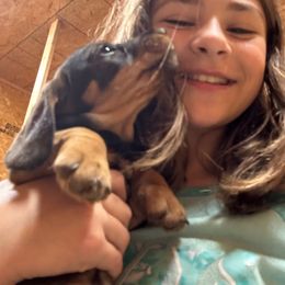 Dachshund Puppies from Two River Wirehaired Dachshunds