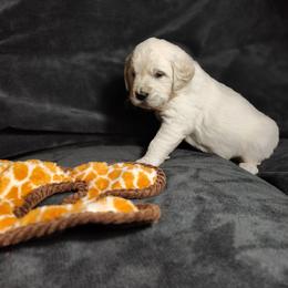 Amber - Light golden female Golden Retriever puppy in Seymour, Missouri from High Road Golden Retrievers
