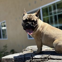 French Bulldog Puppies from Tribe of Judah Kennel