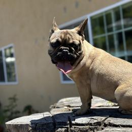 French Bulldog Puppies from Tribe of Judah Kennel