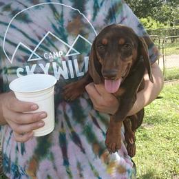 Richard - Dachshund