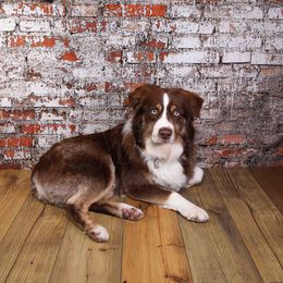 Sanford - Miniature Australian Shepherd
