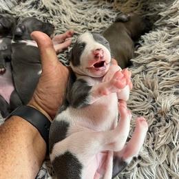 Girl 2 - White and blue female Italian Greyhound puppy in Brooksville, Florida from Fisher Link