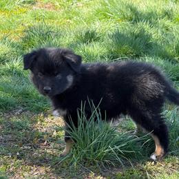 Pine - Black tri male Miniature Australian Shepherd puppy in Medical Lake, Washington from MAS Gone Rogue