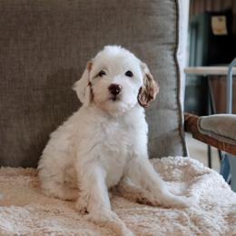 Nova - Parti female Goldendoodle puppy in Austin, Texas from Cedarcrest Goldendoodles