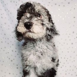 Zeppelin - Merle Labradoodle puppy in Phoenix, Arizona from AZ Blue Sky Dogs