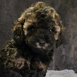 Yellow collar - Sable female Poodle puppy in Poplar Grove, Illinois from Awesome Paws