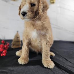 Poodle Puppies from Athena Smiles Standard Poodles
