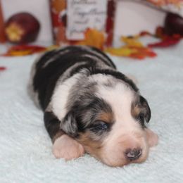 Copper - Blue merle male Aussiedoodle puppy in Tuscola, Illinois from Dream on puppies